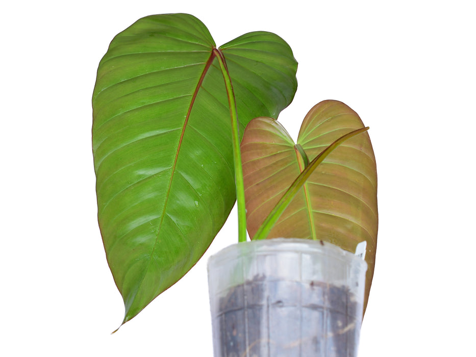 Philodendron Rabo de Mona