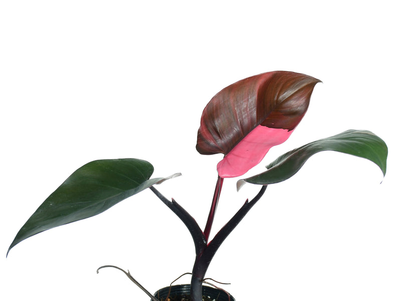 pigeon blood philodendron Philodendron Red Brown