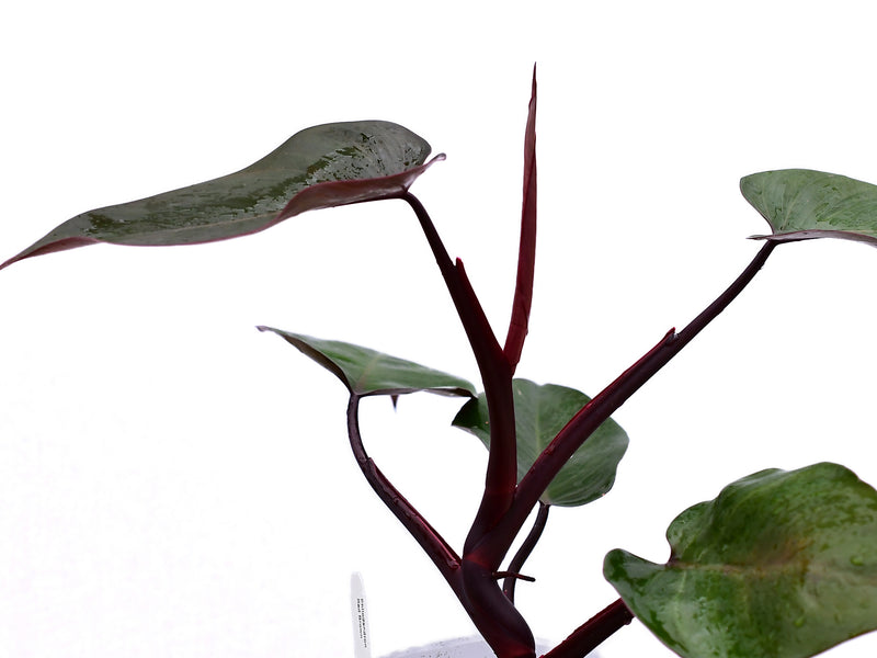 philodendron red apple Philodendron Red Brown — Ecuagenera Orquídeas del Ecuador