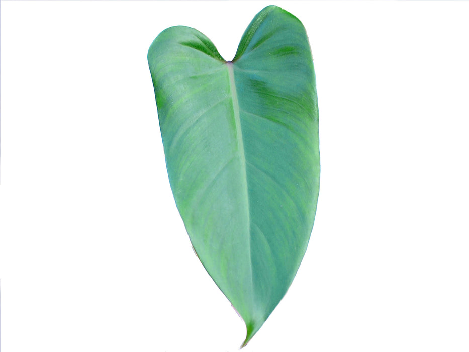 Philodendron Red Emerald