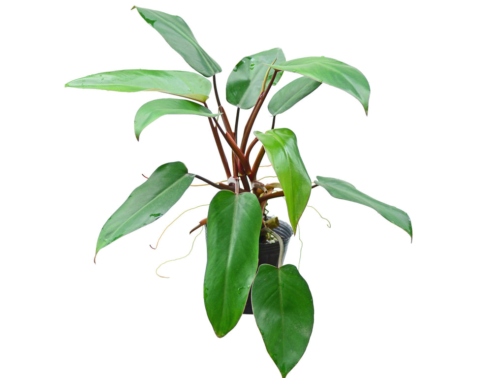 philodendron emerald duke plant Philodendron Red Emerald — Ecuagenera Orquídeas del Ecuador