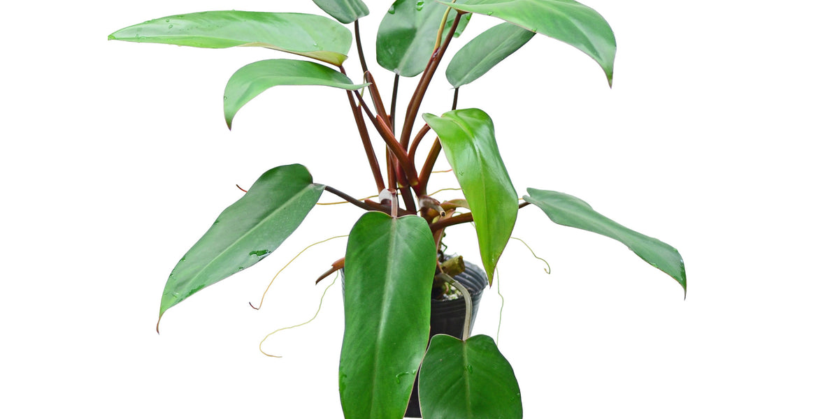 philodendron red emerald marbled Philodendron Red Emerald — Ecuagenera Orquídeas del Ecuador