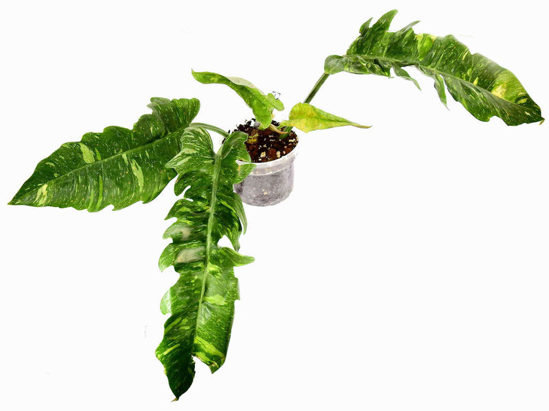 is philodendron ring of fire rare Philodendron 'Ring of Fire' | Plant Delivery