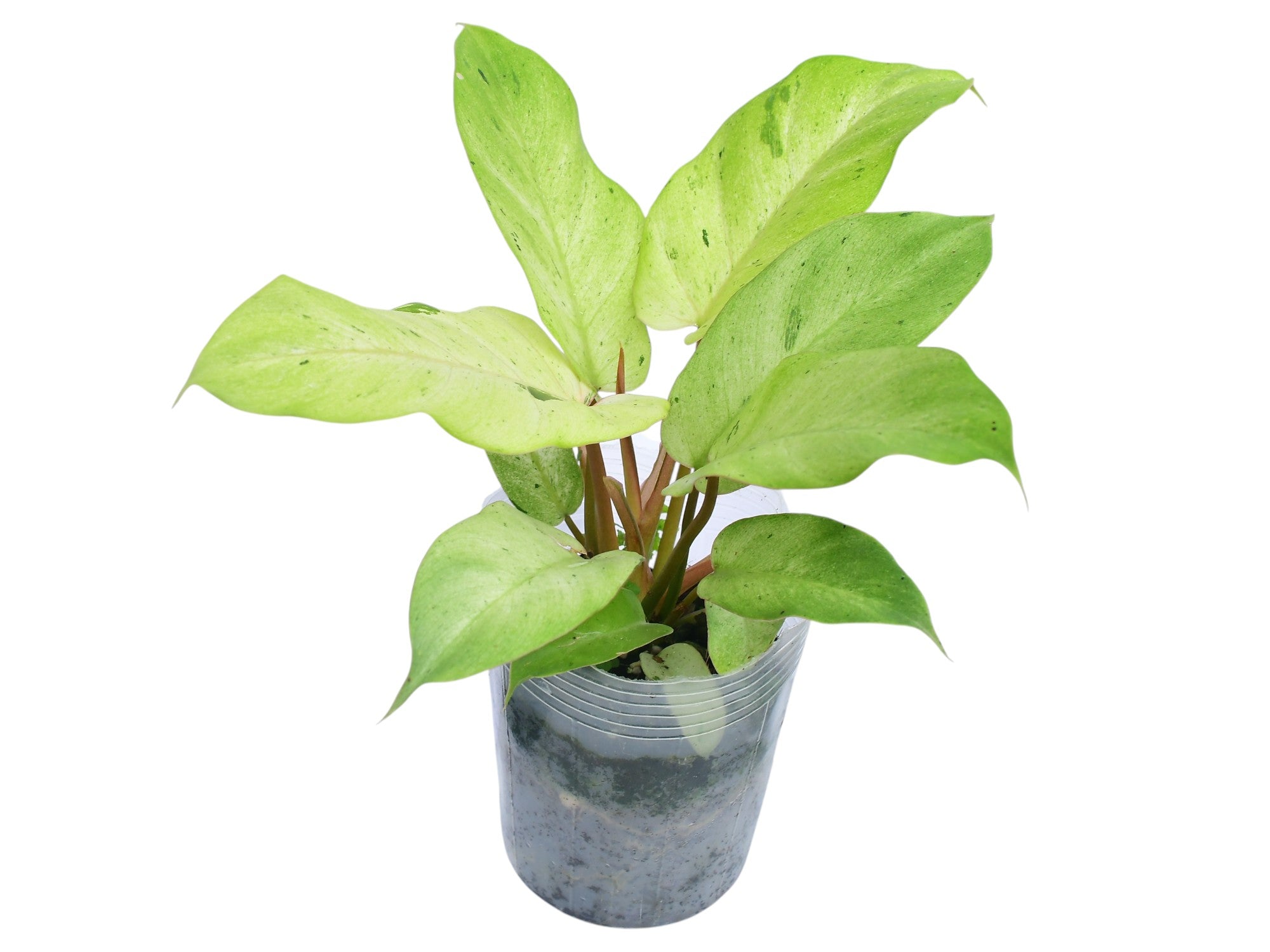philodendron dark form gloriosum 4