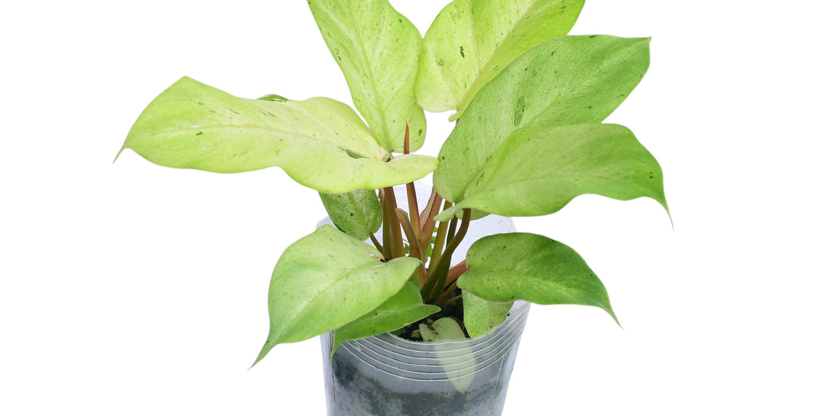 philodendron snowdrift plant Philodendron Snowdrift — Ecuagenera Orquídeas del Ecuador