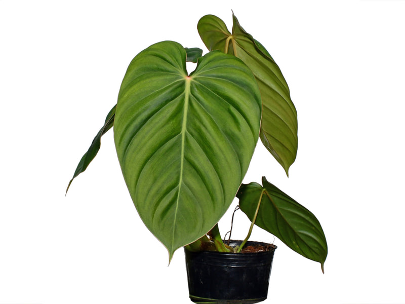 Philodendron Sterling Velvet