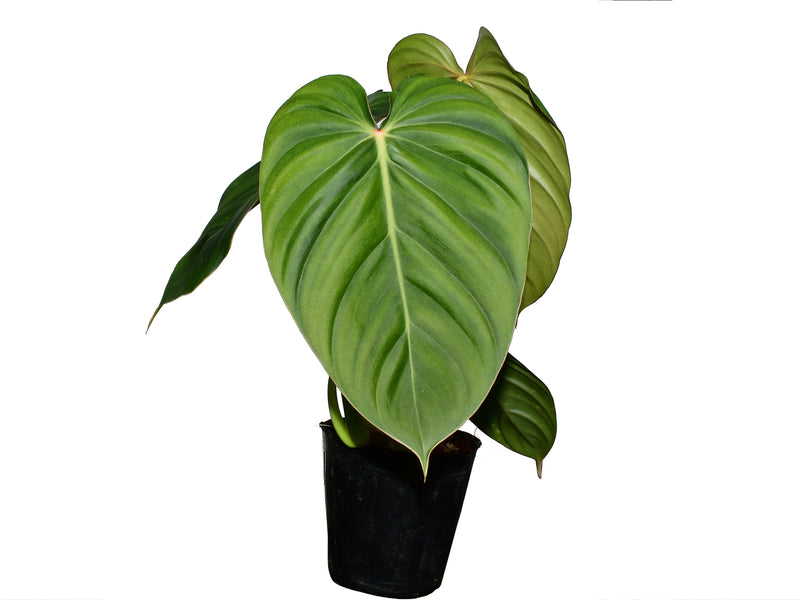 Philodendron Sterling Velvet