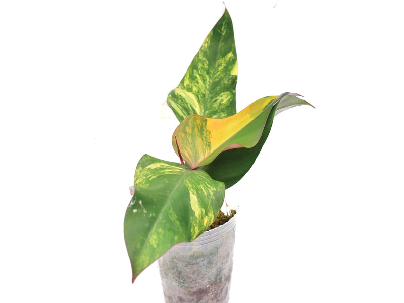 strawberry shake philodendron for sale Philodendron Strawberry Shake — Ecuagenera Orquídeas del Ecuador