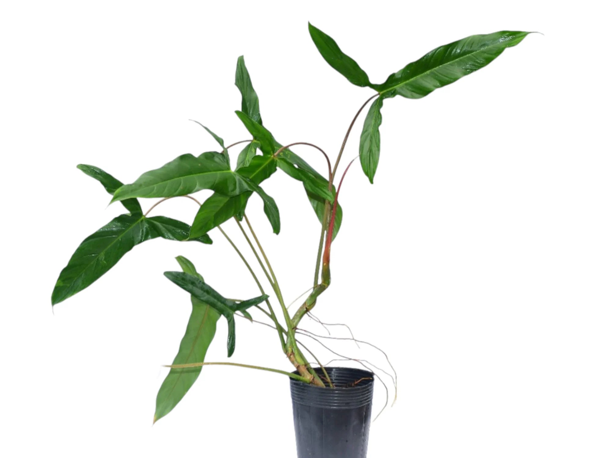 philodendron in spanish nicknames Philodendron Sweet Camila
