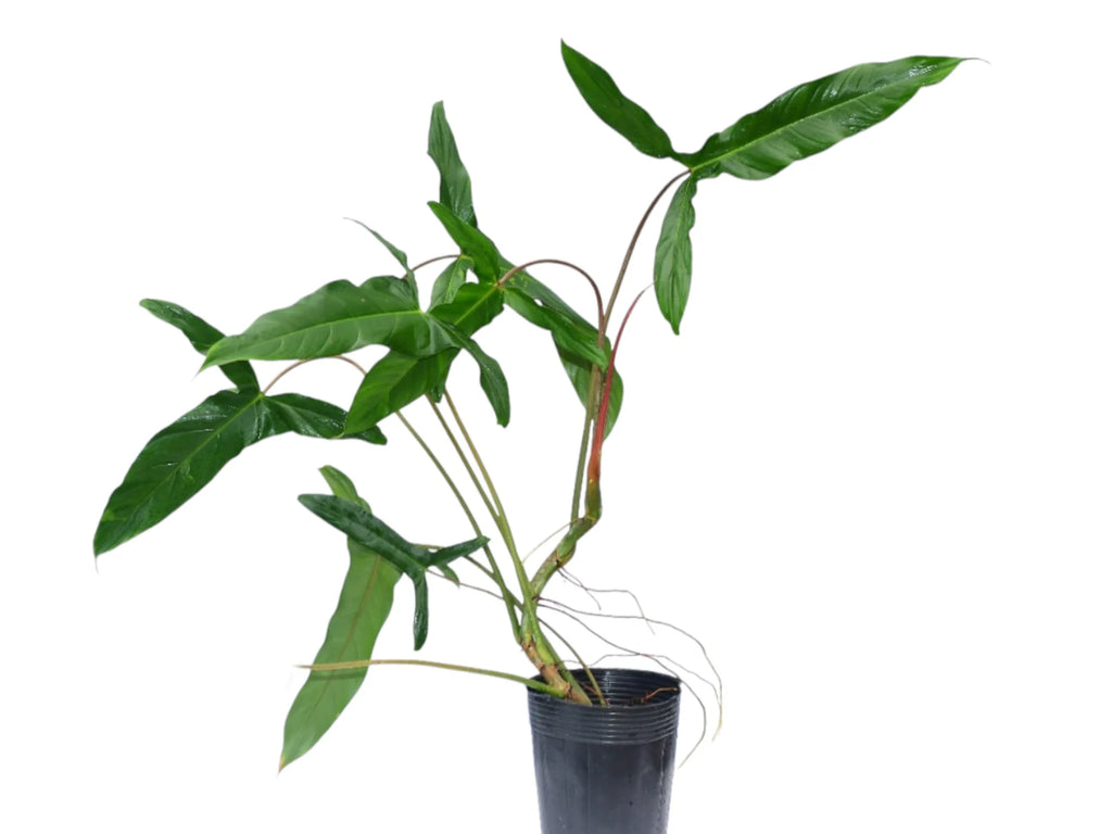 Philodendron Sweet Camila
