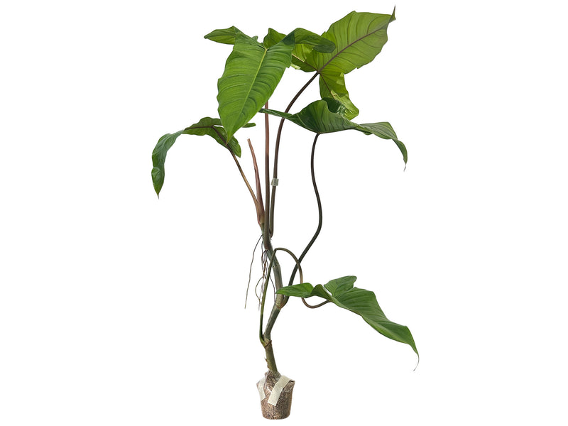 Philodendron Sweet Camila