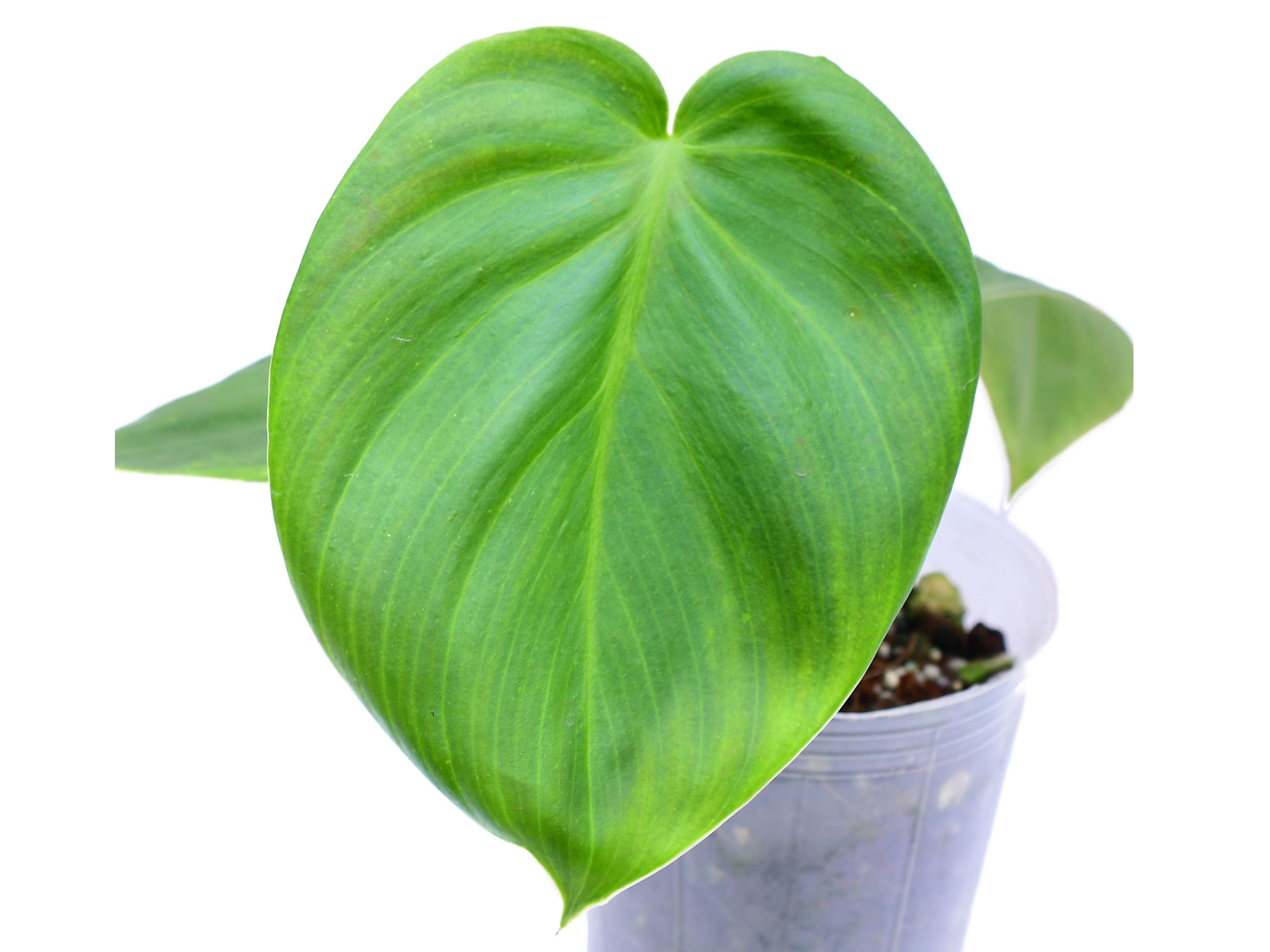 green wonder philodendron Philodendron Sweet Wonder — Ecuagenera Orquídeas del Ecuador