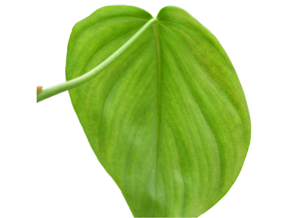 Philodendron Sweet Wonder