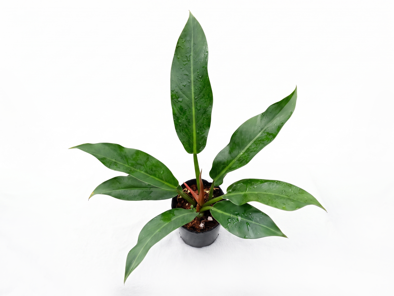 Philodendron Wend Imbe