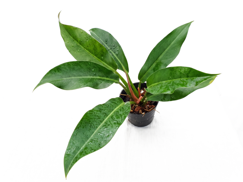 Philodendron Wend Imbe