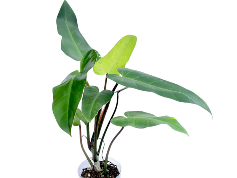 philodendron whipple way for sale Philodendron Whipple Way — Ecuagenera Orquídeas del Ecuador