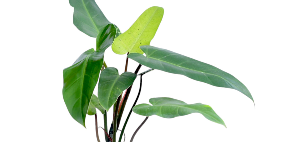 philodendron mottled whipple Philodendron Whipple Way — Ecuagenera Orquídeas del Ecuador