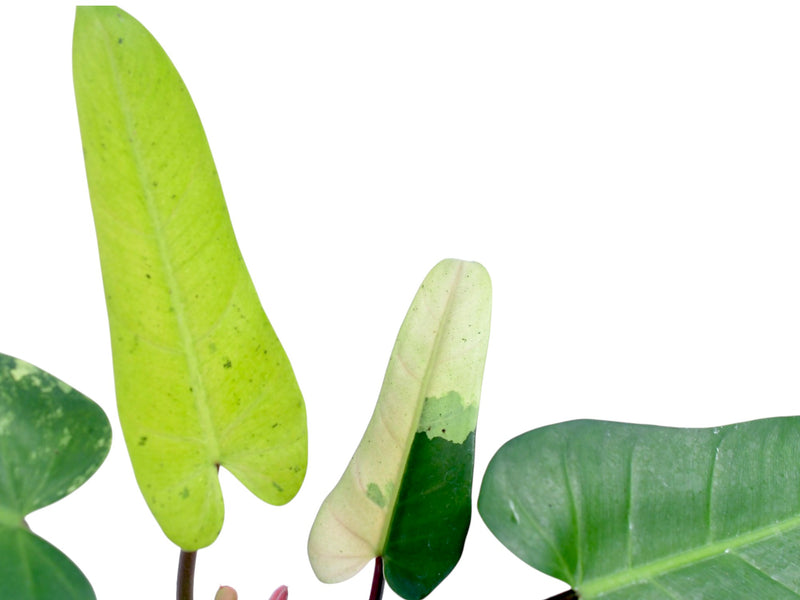 whipple way philodendron for sale Philodendron Whipple Way — Ecuagenera Orquídeas del Ecuador