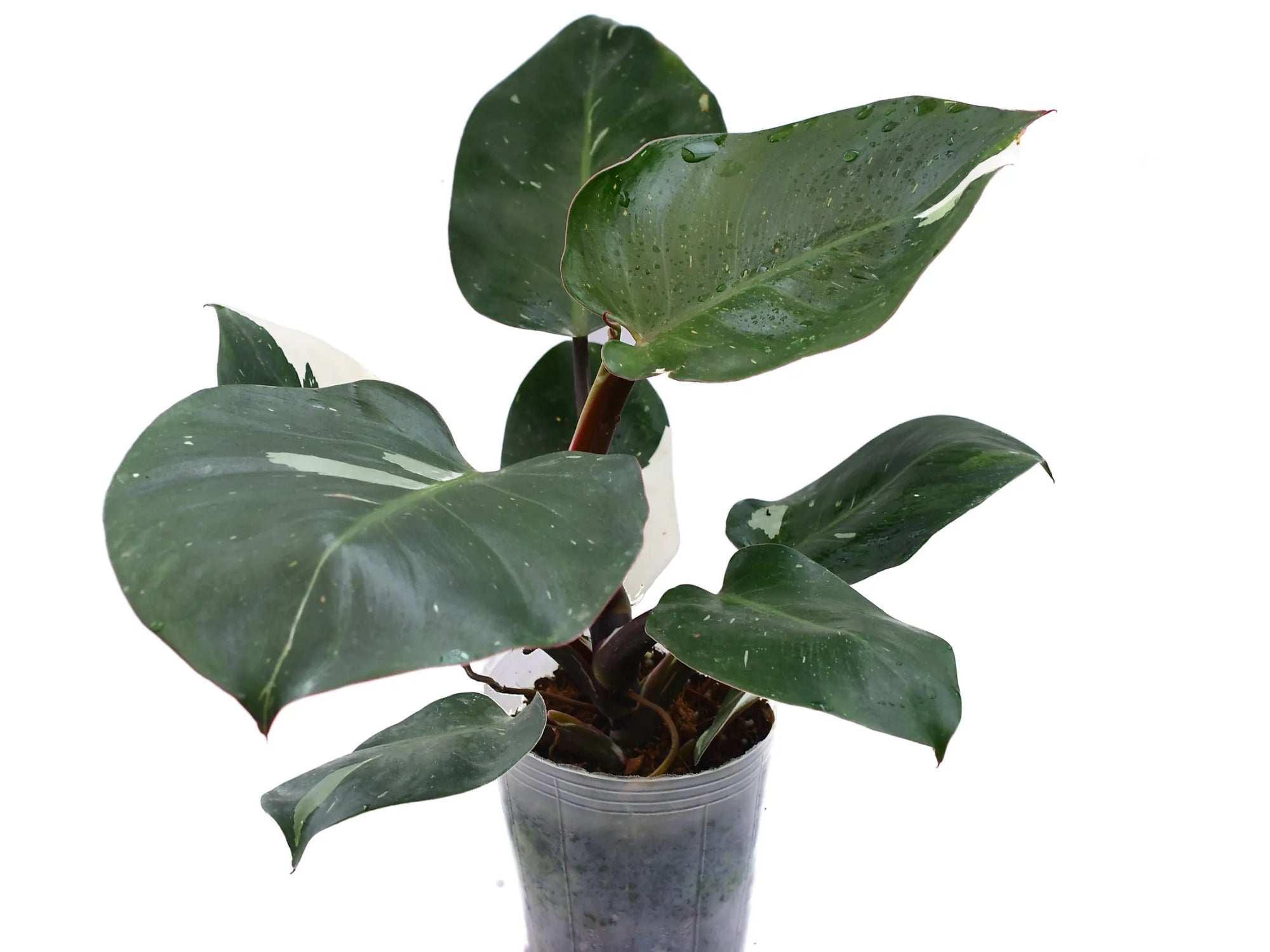 philodendron green princess mature Philodendron White Princess – Variegated Indoor Tropical Plant