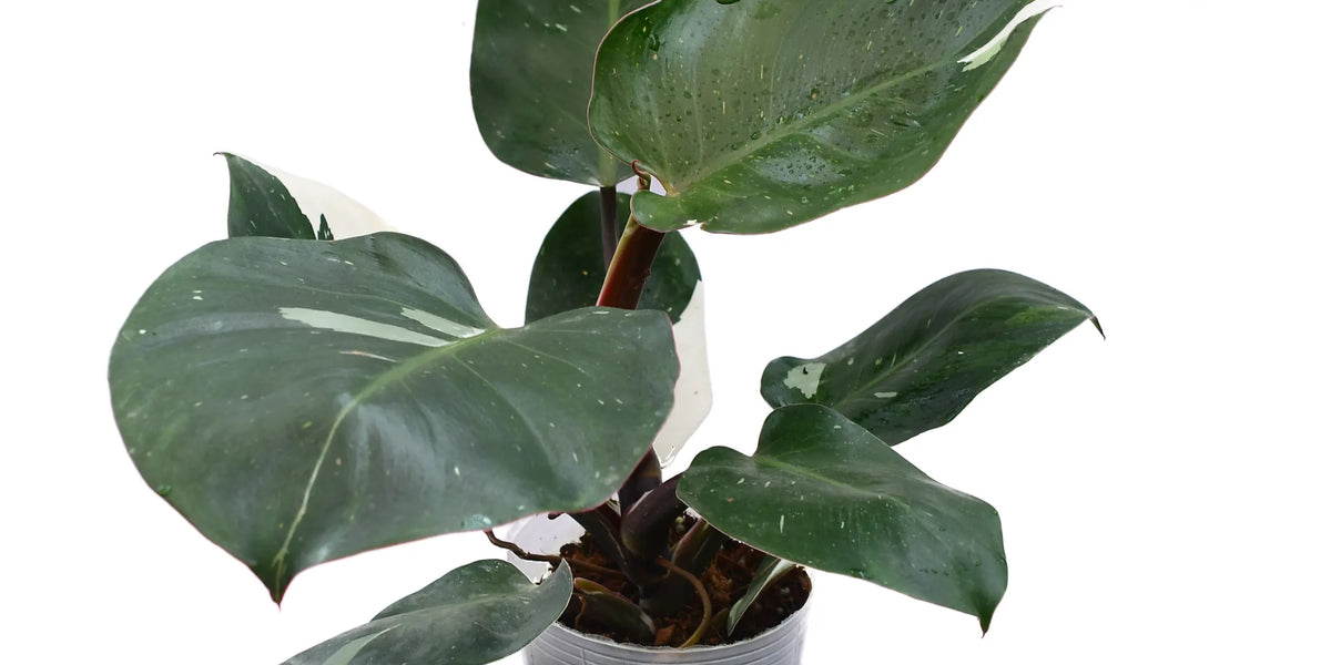 Philodendron White Princess