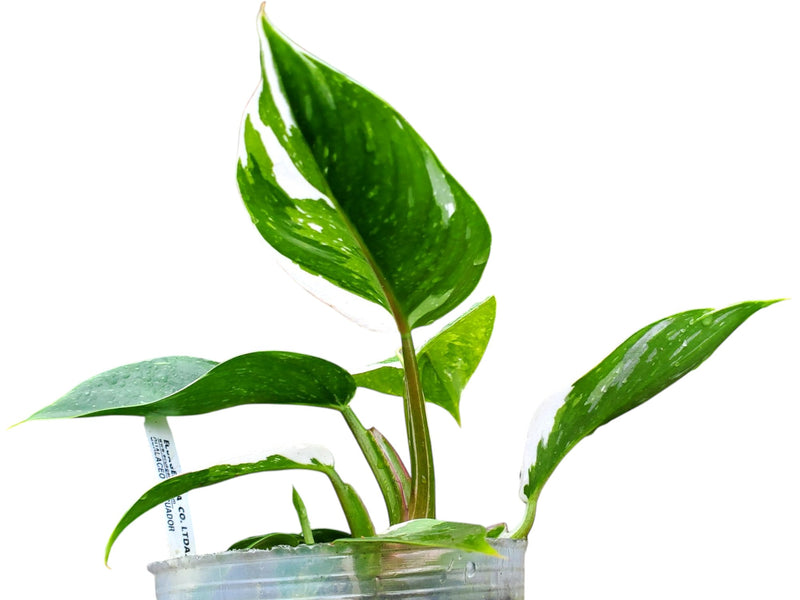 Philodendron White Princess 'Galaxy'