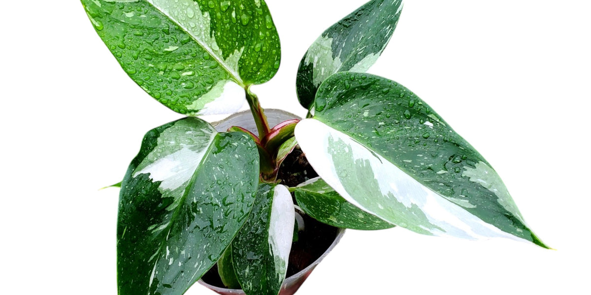 Philodendron White Princess 'Galaxy'  Ecuagenera Orqudeas del Ecuador