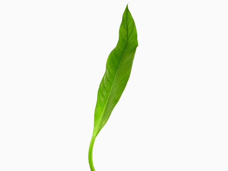 philodendron acutifolium Philodendron acutifolium — Ecuagenera Orquídeas del Ecuador