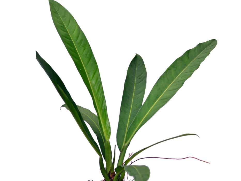 Philodendron acutifolium