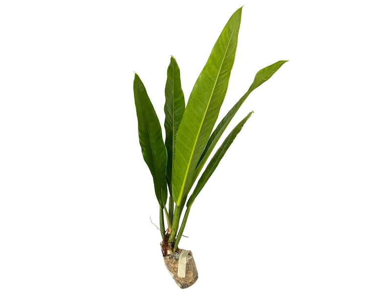 Philodendron acutifolium