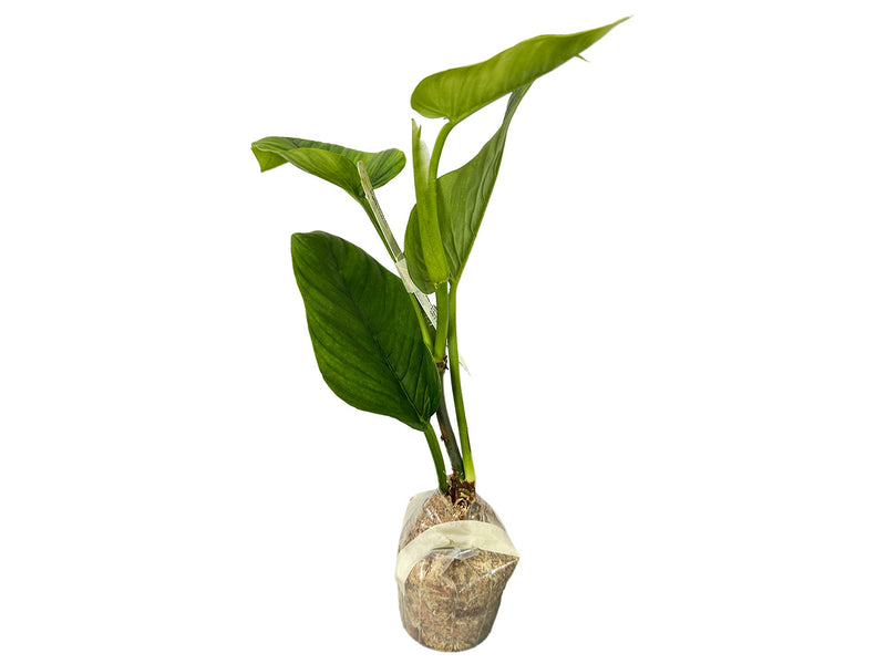 philodendron woody stem Philodendron alatisulcatum — Ecuagenera Orquídeas del Ecuador