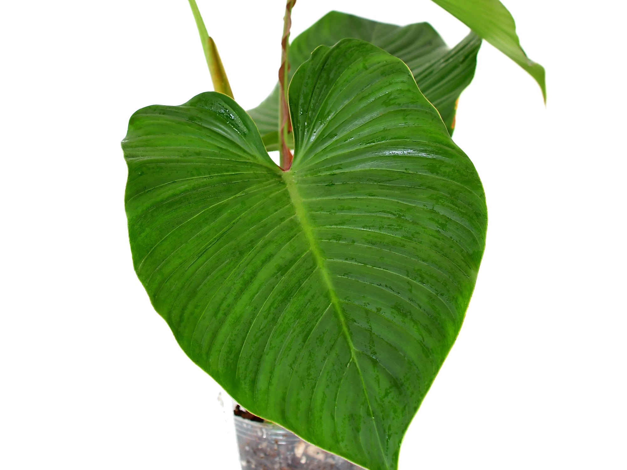 philodendron alati undulatum Philodendron alatiundulatum