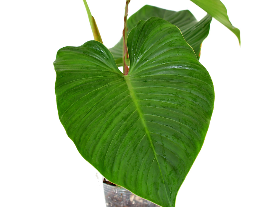 Philodendron alatiundulatum