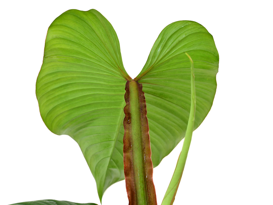 Philodendron alatiundulatum