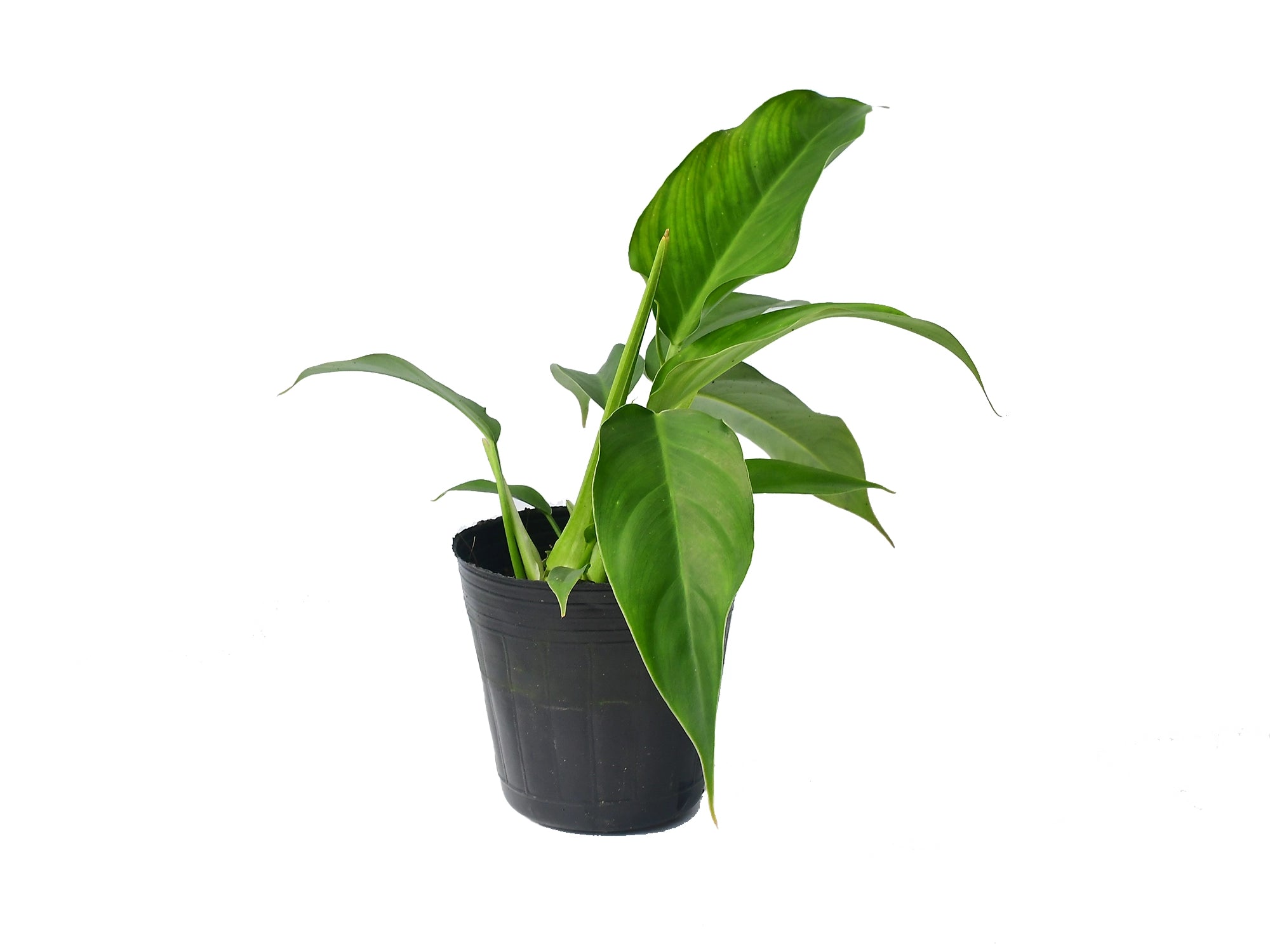 philodendron alati undulatum Philodendron alatiundulatum x Philodendron acutifolium