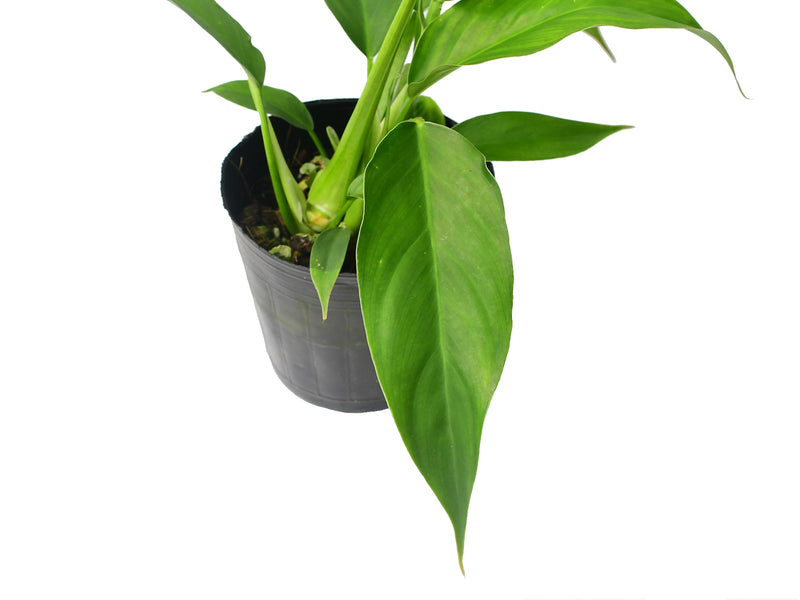 philodendron acutifolium Philodendron alatiundulatum x Philodendron acutifolium — Ecuagenera Orquídeas del Ecuador