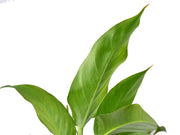 philodendron acutifolium Philodendron alatiundulatum x Philodendron acutifolium — Ecuagenera Orquídeas del Ecuador