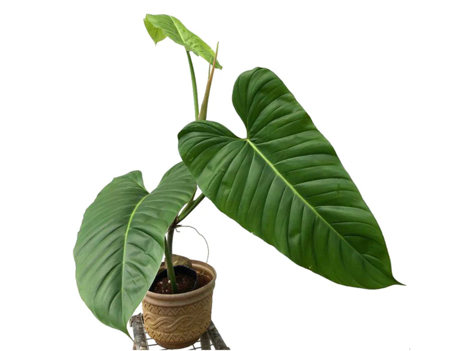 Philodendron angustialatum