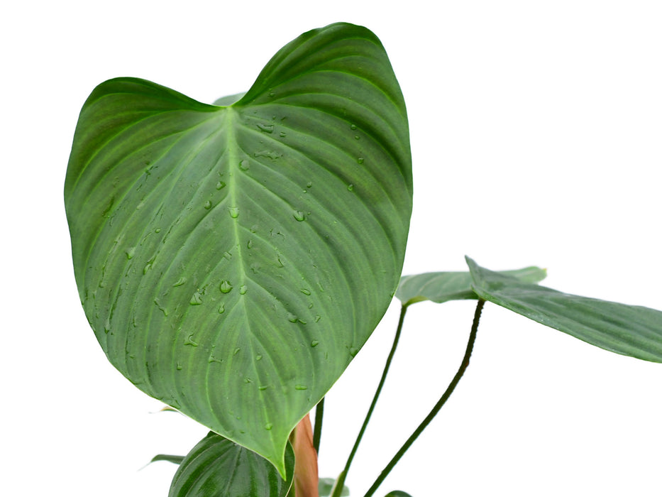 Philodendron asperatum