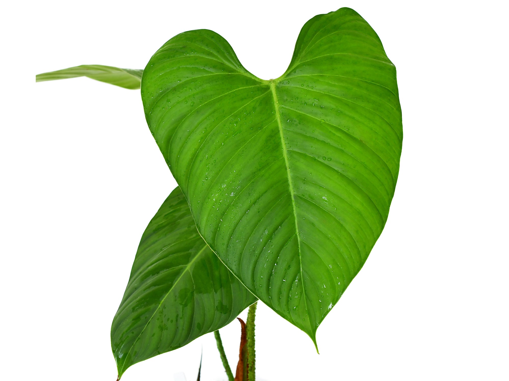 philodendron asperatum Philodendron asperatum cf