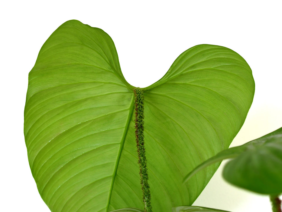 Philodendron asperatum cf