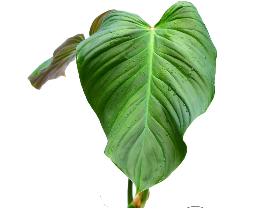 Philodendron asperatum red