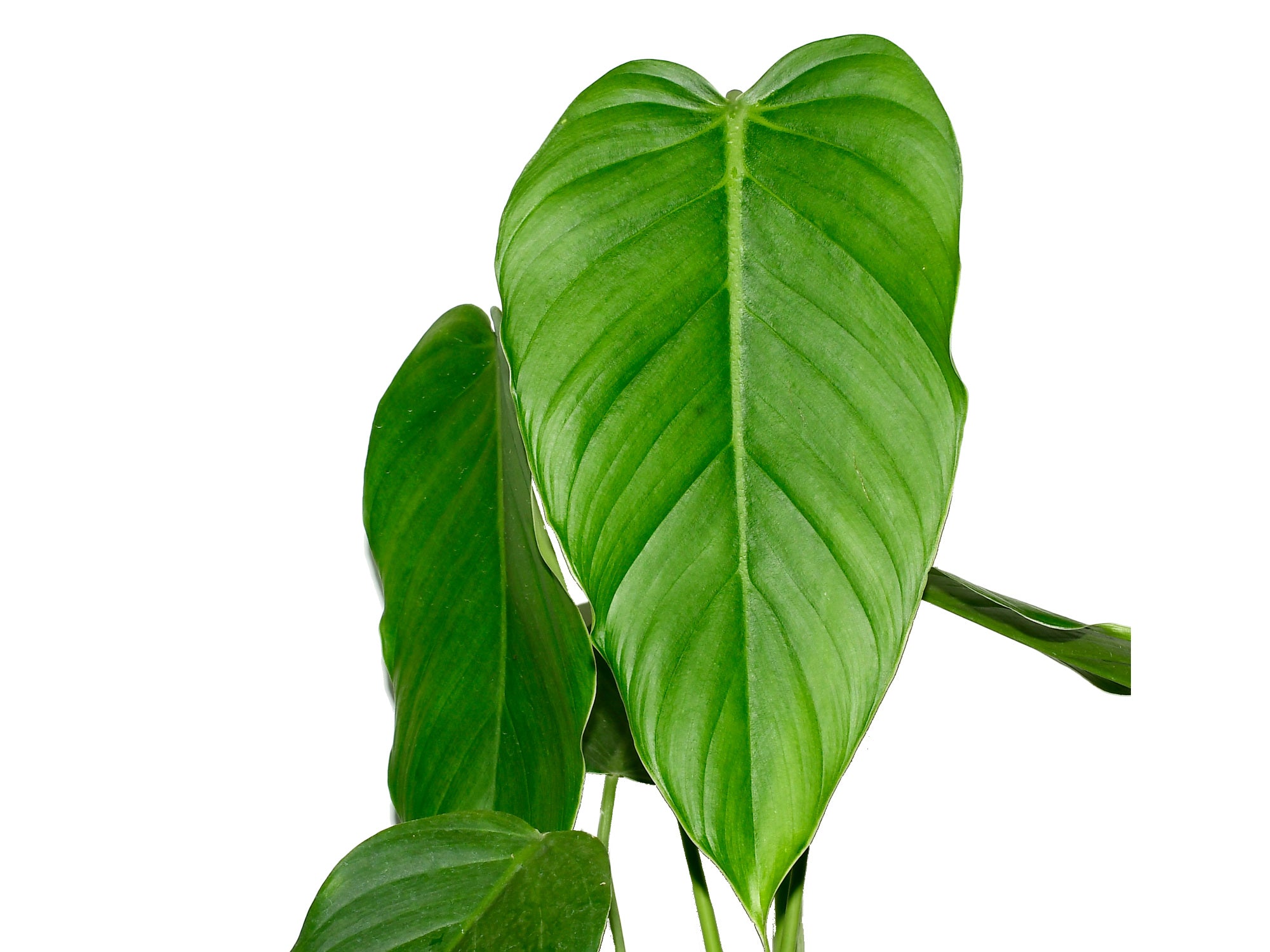philodendron asplundii Philodendron asplundii 'Eagle'