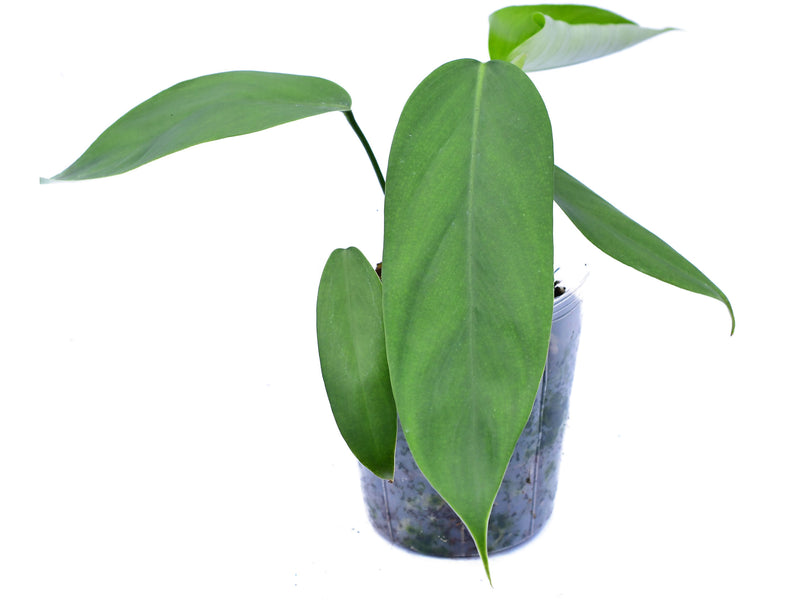 philodendron asplundii Philodendron asplundii x Philo. genevieveanum — Ecuagenera Orquídeas del Ecuador