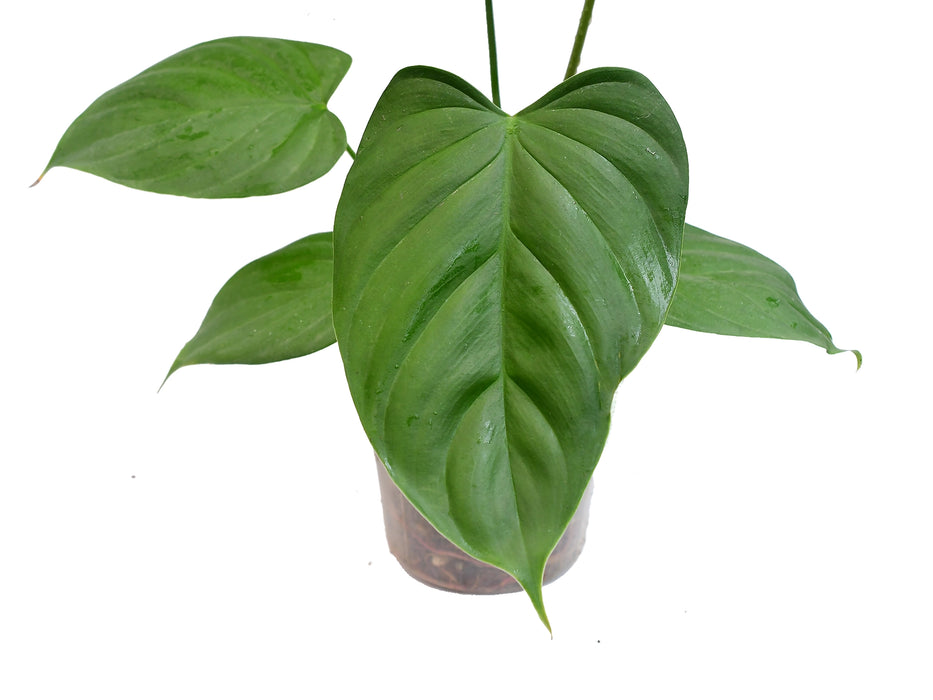 Philodendron asplundii x Philodendron lynamii