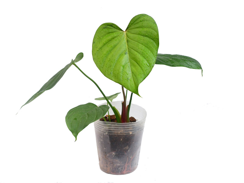 Philodendron asplundii x Philodendron lynamii