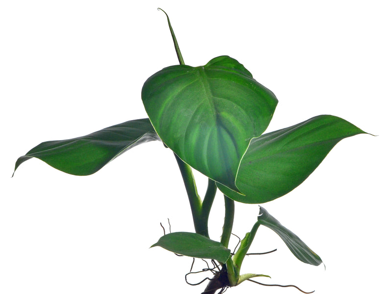 Philodendron atratum