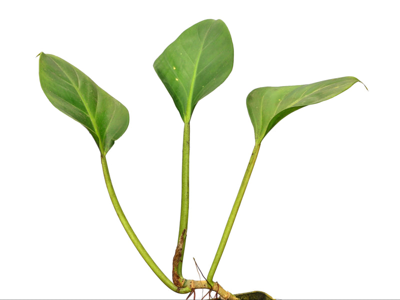 philodendron attenuatum Philodendron attenuatum