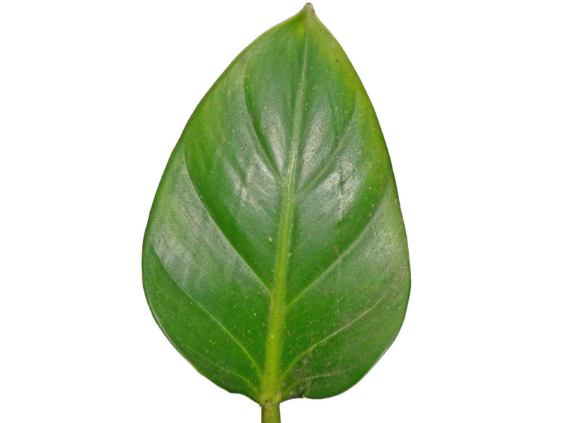Philodendron attenuatum