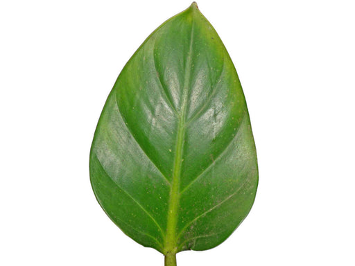 philodendron attenuatum Philodendron attenuatum