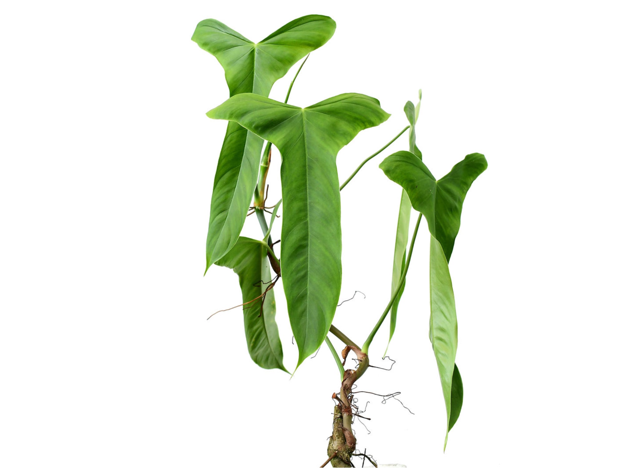 philodendron balaoanum Philodendron balaoanum